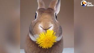 Bunny Eats A Flower