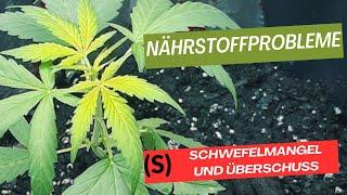 Nährstoffprobleme bei Cannabis Teil 6 : (S) Schwefelmangel und Überschuss