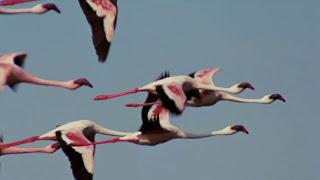 Flamingosis - Flight of the Flamingo (Official Video)