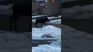 Moose Action. #alaska #nature #wildlife #moose