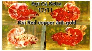 Đợt Cá Betta 17/11 || Koi Red copper ánh gold, Cb 2 Mái Siêu Đẹp chuẩn giống, Form Gấu