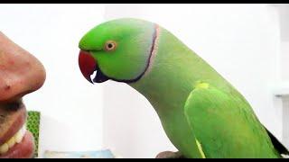 Conversation with my parrot,Worlds best Bird.