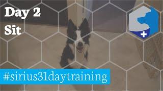 Sit / #sirius31daytraining / Service Dog Training Challenge