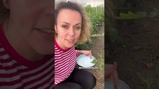 Витаминная бомба для помидор #garden #gardenlife #дача #огород #shorts