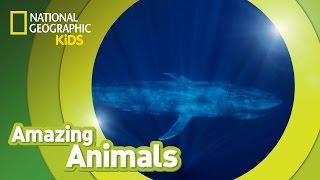 Blue Whale  | Amazing Animals