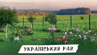 ДАЧНИЙ ВЛОГ, займаємось садом, мої троянди, ямковий ремонт холодним асфальтом, чистимо басейн