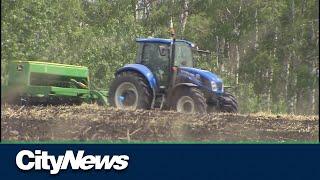 Canadian farmers to plant massive wheat crop