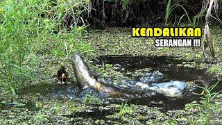 Goodjoob !!! Situasi ini yang paling ditunggu para pemancing liar #SG-326