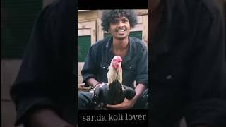 sanda koli lover #sandakozhi#sandakoli#shorts #funny#reels  #seval#reels#comedy #aseel#rooster