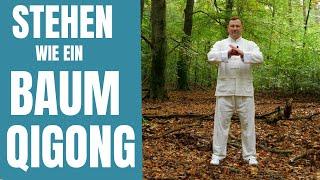  Qigong für Anfänger  Stehen wie ein Baum  MIT ANLEITUNG  #ZhanZhuang #Qigong 