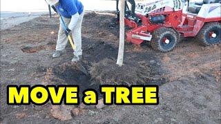 How To Move A Tree