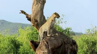 Leaping Leopards! Kenya 2019