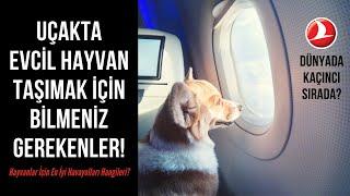 UÇAKTA EVCİL HAYVAN TAŞIMA KURALLARI! | HANGİ HAVAYOLU EN İYİ?