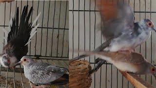 diamond dove male cooing and mating || Pied Doves breeding