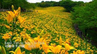 Competition of lilies and hydrangeas in Kasui Lily Park