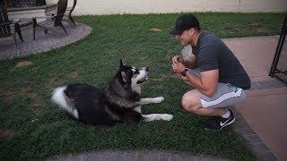 Alaskan Malamute Tricks - Extremely Well Trained Dog
