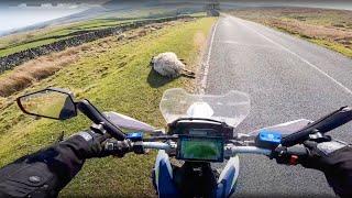 The Dangers of Roadside Livestock Being Hit By Bikes