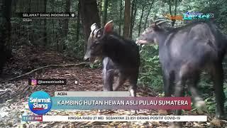 Penemuan Hewan Kambing Hutan Asli di Pulau Sumatera - SSI