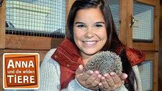 Wie kommt der Igel durch den Winter? | Reportage für Kinder | Anna und die wilden Tiere