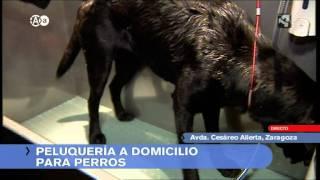 Peluquería canina a domicilio ENREDOGS en el programa "Aragón en abierto"