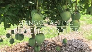 Peach Cobbler Mango - Tasting Florida Homegrown Mangos