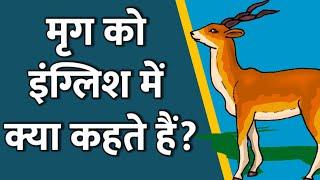 Mrug in English | मृग का इंग्लिश | Mrug ko English mein kya kahate Hain | Shabdkosh Dictionary