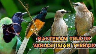 Masteran trucuk isian murai batu dan cucak ijo, sangat ampuh untuk masteran trucuk anakan .