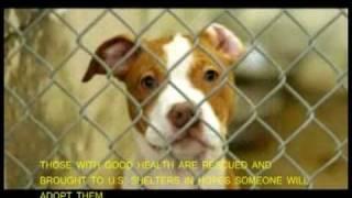United Hope for Animals