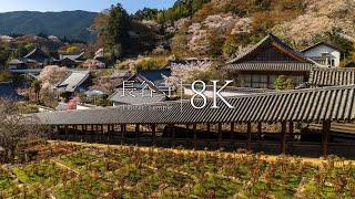 [Temple that leads to the sky] Visit Hasedera in spring - Japan in 8K