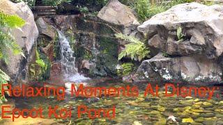 Relaxing Moments At Disney: Epcot Koi Pond