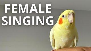 Female Cockatiel Singing In The Morning