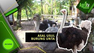 ASAL USUL BURUNG UNTA