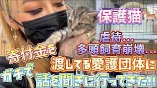 【保護猫】寄付金を渡してる動物愛護団体のManaネコハウスに行ってきた！！