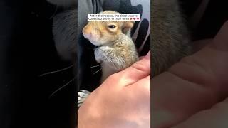 This family rescued a tiny squirrel stuck in a bird feeder and then ... #squirrel #wildanimals