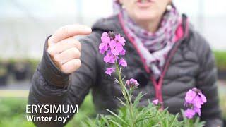 Erysimum | Wallflowers