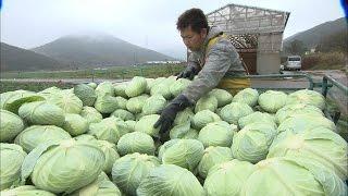 (3) 野菜ができるまで【農業とわたしたちのくらし】