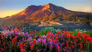 Mountains flowers (HD1080p)