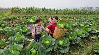 Mother and daughter together picked cabbage to sell at the market - lý thi My