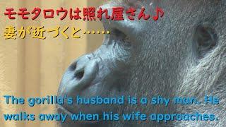 モモタロウはゲンキに照れる【Gorilla,Momotaro is a shy man.】