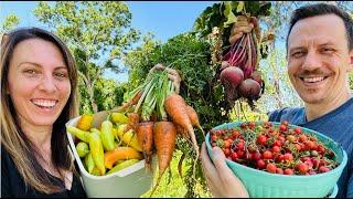 Huge Spring Harvest from 1/10th acre front yard vegetable garden (Urban Homesteading)