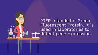 GFP Plasmid