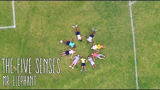 The Five Senses song | family music | school | home | reggae | kids
