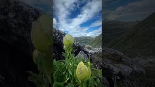 翻山越岭，徒步爬山，终于拍到了纯洁的天山雪莲花 国家保护植。