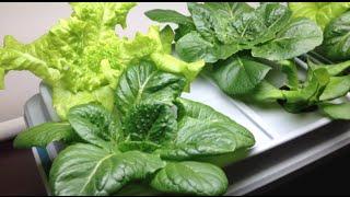 How to Grow Hydroponic Lettuce Indoors