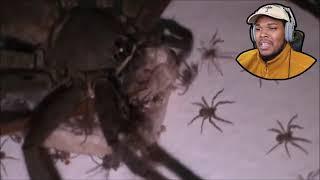 Guy with Arachnophobia reacts to Arachnophobia