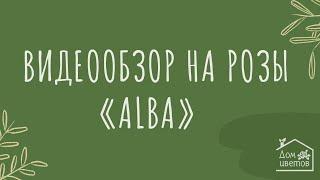 Видеообзор на розы "Alba", доставка цветов в Ростове-на-Дону