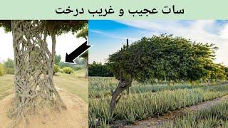 7 Most Amazing Trees In The World || Mubeen Ahmad