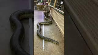 Gigantic Anaconda at The Reptile Zoo 