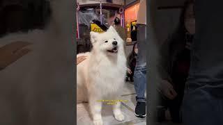 Famous Samoyed Cafe in Korea