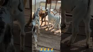 RK goat farming Ayodhya Faizabad#viral #shorts #youtubeshorts